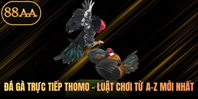 Đá gà Thomo trực tiếp