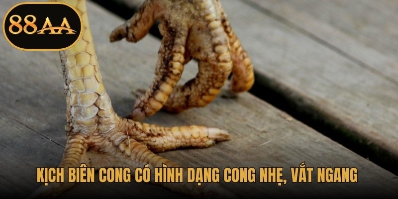 Kịch biên cong có hình dạng cong nhẹ, vắt ngang qua phần biên của chân gà